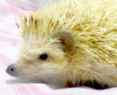 テンです